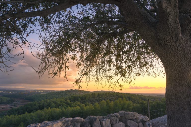 View from Tel Azekah over the forest of Britannia Park